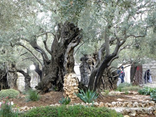 Garden of Gethsemane, Mount Olives, Jerusalem, Holy Land, Holyland